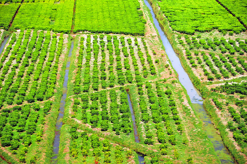 Aerial view of a tea plantation