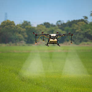An agricultural drone sprays fertilizer on a rice field.