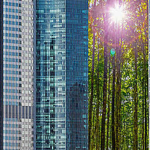 Leafy green trees stand tall amid city skyscrapers.