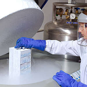 Scientist lifting human cells from liquid nitrogen storage.