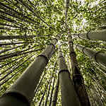 Bamboo forest