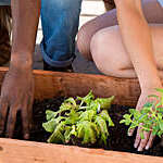Four hands patting down the earth in a plantation box,
