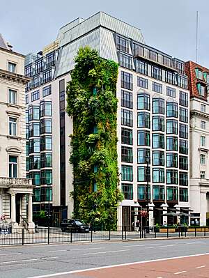 Lush green foliage growing out of the side of a building.