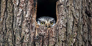 Close-up of a northern hawk-owl’s yellow eyes and curved beak peeping out of a tree hollow.