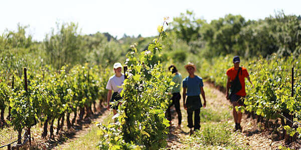 Seasonal workers in the vines.